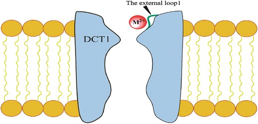 The binding of the external loop1 of DCT1 with divalent metal cations was observed by the NMR measurements of isolated peptides and the binding sites were determined.