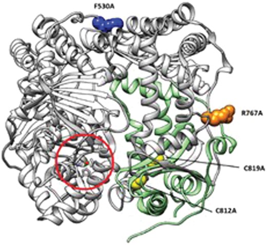Structure of IDE (gray ribbons) in the closed state (PDB code: 2JG4). The zinc(ii) catalytic site is circled in red. Single residue mutations analyzed in this work are represented as blue (F530A), orange (R767A) and yellow (C812A and C819A) spheres. The subdomain encompassing the region which is mainly involved in E1-like activity (residues 781–981) is represented as green ribbons.