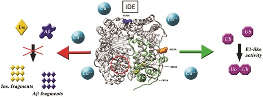 Four specifically designed IDE mutants have been used to unveil the molecular basis of peptidase versus E1-like activity of the enzyme.