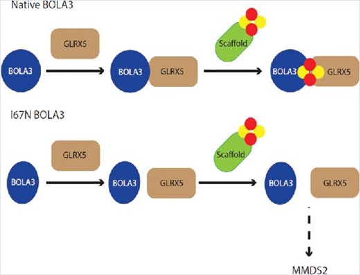 Ile67Asn substitution of human BOLA3 results in the disease phenotype of multiple mitochondrial dysfunctions syndrome-2. Substitution introduces no drastic structural change but impacts the ability of BOLA3 to interact with partner GLRX5 and impairs formation of a [2Fe-2S]-bridged complex of BOLA3 with GLRX5 and subsequent downstream trafficking. The homodimeric form of the BOLA3 derivative can be formed and is active in cluster exchange.