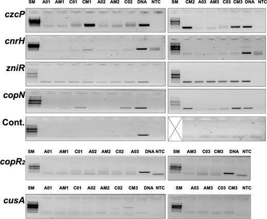 Demonstration of the existence of asRNA using RT-PCR. RNA prepared from C. metallidurans strains AE104 (A) or CH34 (C) challenged with metals (AM, CM) or not (A0, C0) were reversely transcribed using RT primers for asRNAs and subsequently amplified by PCR. Controls are DNA, not template (NTC) or for DNA contamination (Cont.). Three experiments. One control does not show the size marker (Lane crossed-out).