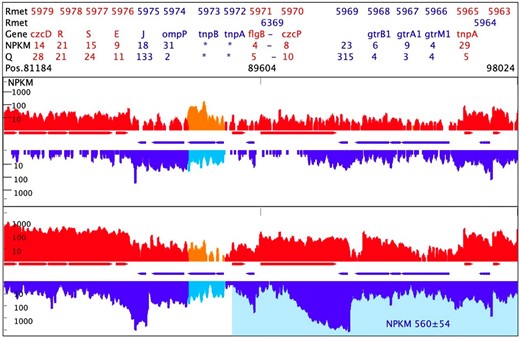 Map of the czcP gene region in C. metallidurans strain CH34. This map summarizes the data from the RNASeq experiment. The map shows the indicated determinant with NPKM values on one DNA strand (red) or the other direction of transcription (blue) from triple determinations with deviations. The transcript abundances are from one of these experiments. The header gives the position on the chromid, the Rmet locus, and gene names. Shaded areas are annotated antisense transcript regions with their NPKM values. Top, unchallenged CH34 cells; bottom, CH34 with Multitox metal mix.