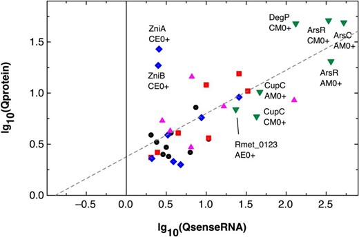 Changes in abundance of proteins correlated with changes in abundance of the associated sense RNA. The figure shows the same data points as that in Fig. 1 but uses another symbol and color code to group these points according to the associated changes in the sense-to-antisense ratios QS_AS. Group 1, no QS_AS ratio or QS_AS <0.25 (black circles); group 2, 0.5 < QS_AS < 1.2 (red squares); group 3, 1.2 ≤ QS_AS < 4 (blue diamonds); group 4, 4 ≤ QS_AS < 20 (magenta triangles); and group 5, QS_AS > 50 (green inverted triangles). Dashed lines come from the fitting of all values (small gray dot within the symbols), lg10(Qprotein) = 0.376 ± 0.084 + 0.424 ± 0.069 × lg10(QsenseRNA), R2 = 72.1%, or Qprotein = 2.38 × 2.66QsenseRNA. Data points for group 5 and two zni data points from other groups are labelled with the protein and the respective comparison.