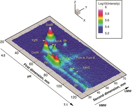 Using a metalloproteomics approach, we have explored the soluble iron and zinc proteome of E. coli. We also provide an outlook towards the future of microbial metalloproteomics.