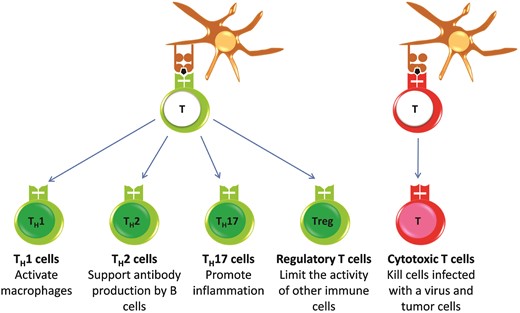 不同T细胞亚群的激活。幼稚T细胞通过树突状细胞和巨噬细胞提供抗原而被激活。随后，它们是武装的T辅助细胞（TH）（绿色）和细胞毒性T细胞（红色），它们可以参与免疫反应。对于TH细胞，激活还涉及分化为几个功能不同的亚群。