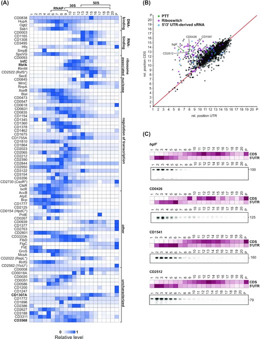 Grad-seq sedimentation profiles facilitate functional predictions for proteins and RNA transcripts. (A) Heatmaps showing normalized sedimentation profiles of small proteins (<20 kDa) with fast sedimentation behavior (main peak > fraction 3). A fast sedimentation of small proteins can indicate that the proteins are part of a larger complex. Predicted protein functions (Uniprot) and the positions of RNA polymerase (RNAP) and ribosomal subunits (50S and 30S) are indicated. Proteins discussed in the main text are indicated in bold letters. (B) Correlation of sedimentation profiles for UTR–CDS pairs reveals 5′/3′-UTRs with divergent sedimentation behavior. The relative position for each UTR was plotted against the relative position of its corresponding CDS. For calculation of relative positions see Materials and Methods. Data points are colored according to UTR association with a riboregulatory element. UTRs that were validated by Northern blot in (C) are labeled. (C) Heatmaps of normalized UTR/CDS sedimentation profiles and northern blot validation of gradient fractions using radioactively labeled DNA probes specific for the 5′-UTR regions of bglF (CDIF630nc_008, PTT), CD0426 (CDIF630nc_010, PTT), CD1541 and CD2512.