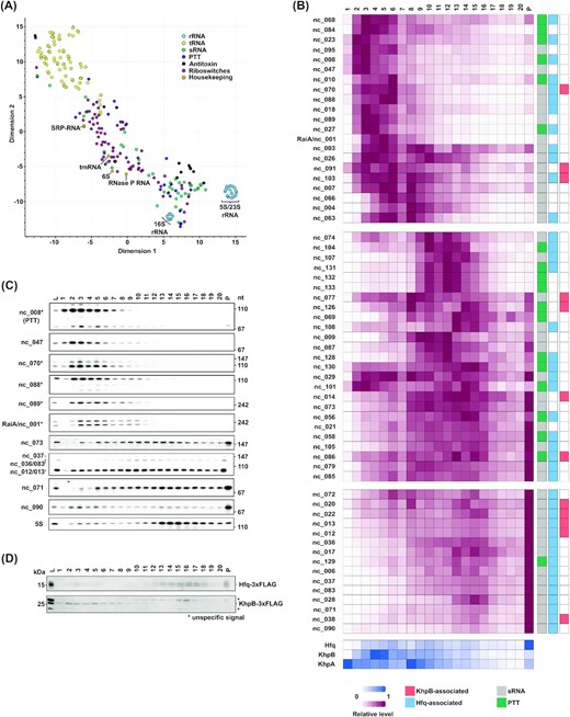 Analysis of ncRNA sedimentation profiles. (A) Scatterplot showing global RNA-seq data of all known ncRNA in C. difficile after dimension reduction with tSNE. ncRNAs with similar gradient sedimentation profiles cluster together, t-SNE perplexity = 40. Housekeeping genes are highlighted. (B) top: Heatmaps showing normalized sedimentation profiles of all predicted sRNAs and PTTs in C. difficile. sRNAs were clustered into three big clusters of similarity with k-means algorithm. Known Hfq-binding sRNAs are marked in light blue and transcripts enriched in KhpB-3×FLAG RIP-seq are marked in light red. Bottom: Heatmaps showing normalized sedimentation profiles of Hfq and the two putative RNA-binding proteins KhpB and KhpA are shown below. (C) Northern blots of gradient fractions. Blots were probed for different sRNAs with radioactively labelled DNA oligos. sRNAs marked with an asterisk were chosen for RNA-bait dependent pulldown. (D) Western blots of gradient fractions of C. difficile 630 Hfq-3×FLAG and C. difficile 630 KhpB-3×FLAG. Western blots were incubated with anti-FLAG antibody.
