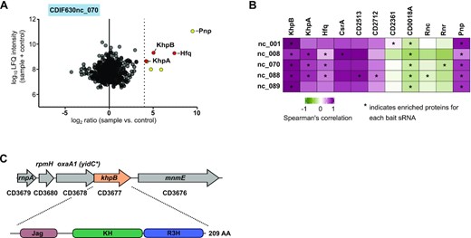 Identification of the RNA-binding protein KhpB. (A) LC-MS/MS analysis of RNA-bait dependent pulldowns with Hfq-dependent sRNA CDIF630_070. The Log10 LFQ intensities of the sample plus control were plotted against the log2 ratio for the sample versus control. Thresholds were set to log10 = 5 for LFQ intensity and to log2 = 4 for the ratio. All proteins significantly enriched are highlighted in yellow or red. RNA-binding proteins Hfq, KhpB and KhpA are highlighted in red. (B) Spearman's correlation coefficient matrix of sedimentation profiles of sRNA baits and proteins that were enriched in the RNA-bait dependent pulldown. Proteins that were specifically enriched with each bait sRNA are marked with an asterisk. (C) Genomic location and domain structure of the RNA-binding protein KhpB.