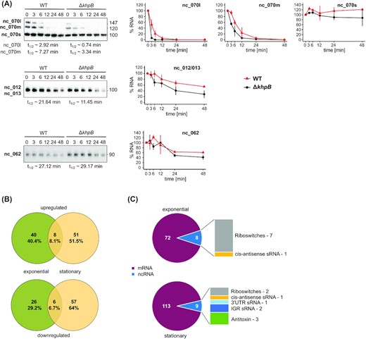 Impact of KhpB on cellular transcript levels and stabilities. (A) Rifampicin assay to determine half-lives of KhpB-bound sRNAs in vivo. Samples from C. difficile 630 WT and ΔkhpB were grown to late exponential phase. Samples were taken at the indicated timepoints after addition of rifampicin. Extracted RNA was analyzed by Northern blotting, a representative of three biological replicates is shown. Error bars show the standard deviation of the mean. Approximate half-lives were calculated with GraphPad Prism and are shown next to each corresponding Northern blot. (B) Venn diagrams for genes differentially expressed in C. difficile ΔkhpB compared to WT. Cultures were grown to late-exponential or stationary phase. Upper diagram shows upregulated genes, lower diagram shows downregulated genes. (C) Fractions of transcript classes that were significantly differentially regulated (up and down) between WT and ΔkhpB.
