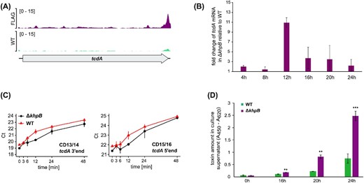Functional characterization of KhpB identifies a role in toxin regulation. (A) Reads from KhpB WT (turquois) and KhpB-3xFLAG (magenta) RIP-seq libraries mapping to the tcdA region. (B) qPCR-based quantification of tcdA mRNA levels in C. difficile 630 WT and ΔkhpB across different growth phases. Error bars show standard deviation of the mean of three biological replicates. (C) Total RNA was extracted from C. difficile 630 WT and ΔkhpB samples that were taken at the indicated timepoints after inhibition of transcription by the addition of rifampicin in late-exponential growth phase. Transcript levels of tcdA were quantified by qPCR. Error bars show standard deviation of the mean Ct values of three biological replicates. (D) ELISA-based toxin quantification in culture supernatants of WT and ΔkhpB grown in BHI. Samples were taken at the indicated timepoints. Error bars show standard deviation of the mean of three biological replicates. P values were obtained by students t-test. *P < 0.05, **P < 0.01 and ***P < 0.001.