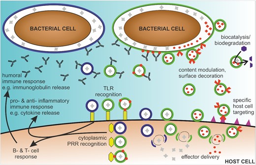Overview of the therapeutic potential of OMVs. OMVs are released from bacterial cells (green or blue) with natural luminal content (gray). OMVs are recognized by host cell receptors (yellow), i.e. extracellularly via TLRs and in the cytosol after internalization via PRRs, resulting in inflammatory and humoral immune responses. Thus, OMVs could be used to specifically modulate pro- and anti-inflammatory responses. Moreover, OMVs can be used as vaccine candidates derived from an individual bacterial species (green or blue OMVs), derived from multiple species and used as mixtures (green and blue OMVs) or derived from genetically engineered to display heterologously expressed antigens (green OMVs with heterologously expressed antigens in red). Genetic engineering of donor bacterial cells also allows to modulate the composition of OMVs to decorate or load OMVs with heterologously expressed biomolecules (red components in or on OMVs). Applications of such bioengineered OMVs range from biocatalysis and biodegradation to delivery of natural and heterologously effectors to host cells, including targeting of specific host cell types via defined receptor interactions (purple).