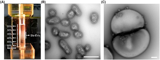 Extracellular vesicles produced by Sulfolobus islandicus. (A) EV purification by ultracentrifugation in the 25–50% sucrose gradient. EVs form an opalescent band in the region corresponding to 30–40% sucrose. The figure is modified from Liu et al. (2021b). (B)Transmission electron micrograph of negatively stained EVs. (C) EVs budding from a dividing Sulfolobus cell. Scale bars: 400 nm.