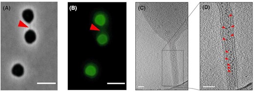 Nanotubes produced by Haloferax volcanii. Cells of H. volcanii are linked by nanotubes as observed by (A) phase-contrast and (B) fluorescence microscopy. In panel (B), H. volcanii cells are labeled with Alexa Fluor 488. The cell–cell bridge is indicated by a red arrow. Scale bar, 4 µm. (C, D) Electron cryo-tomography images of H. volcanii nanotubes. In panel (D), ribosomes are indicated by small red arrows. Scale bar, 100 nm. All images are reproduced from Sivabalasarma et al. (2020).
