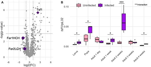 Tsf1 is enriched in Spiroplasma infected flies. (A) Proteomics profiling of Spiroplasma-infected hemolymph from Masson et al. (2021). FC represents the fold-change between infected and uninfected flies. Dotted lines indicate the significance thresholds (log2(FC) = −1 or 1 for vertical lines, P-value = 0.05 for the horizontal line). Each grey dot represents a protein or a protein group. Purple symbols represent proteins related to iron transport and storage. (B) RT-qPCR quantification of tsf1 transcript levels in infected versus uninfected flies across life stages. Boxplots indicate the mean and interquartile range (IQR). Dots represent values that lie at over 1.5 × IQR from the hinge. Data was analyzed by fitting a linear model with the stage as an ordered factor and the infection status as fixed factor (ANOVA: P-valueinfection = 0.0003; P-valuestage = 10−9; P-valueinteraction = 0.0002) followed by post-hoc Dunnett's pairwise comparisons. *** = P-value < 0.001; ** = P-value < 0.01; * = P-value < 0.05.
