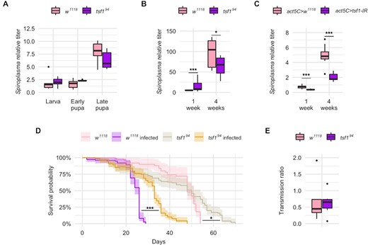 Tsf1 is required for Spiroplasma growth at precise life stages of the host. Spiroplasma qPCR quantification (A) across developmental stages and (B) in adult females for w1118 wild-type flies and tsf1 mutant flies. Data from panels A and B were split for better readability but were analyzed as a whole by fitting a linear model with the stage/age as an ordered factor and the genotype as fixed factor (ANOVA: P-valuegenotype = 0.0357; P-valuestage = 10−16; P-valueinteraction = 0.0003) followed by post-hoc Dunnett's pairwise comparisons. (C)Spiroplasma qPCR quantification in flies expressing a dsRNA targeting tsf1 under the control of the ubiquitous act5C-GAL4 driver. Spiroplasma relative titer was calculated as the copy number of the dnaK gene normalized by that of the host gene rps17 following the ∆∆CT method. Data was analyzed by fitting a linear model with the age as an ordered factor and the genotype as fixed factor (ANOVA: P-valuegenotype = 10−8; P-valueage = 10−16; P-valueinteraction = 0.3625) followed by post-hoc Dunnett's pairwise comparisons. (D) Lifespan of infected and uninfected tsf1 mutant flies compared to their w1118 wild-type counterparts (N = 344). Data was analyzed by pairwise Log-Rank test with Benjamini–Hochberg correction for multiple testing. *** = P-value < 0.001; * = P-value < 0.05. (E) Transmission ratio of tsf1 mutant flies compared to their w1118 wild-type counterparts. Transmission was calculated as the Spiroplasma relative quantification in embryos normalized by the Spiroplasma relative quantification in adult females at the time eggs were laid. Data were analyzed with a Student t-test (p-value = 0.8065). Boxplots indicate the mean and interquartile range (IQR). Dots represent values that lie at over 1.5xIQR from the hinge. *** = P-value < 0.001; ** = P-value < 0.01; * = P-value < 0.05.