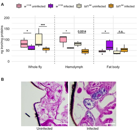 Iron quantification in fly tissues upon Spiroplasma infection. (A) Iron quantification by ICP-OES in whole flies and in dissected tissues. Iron amount is expressed as ng of iron normalized by mg of proteins in the samples. Data was analyzed by fitting a linear model with the genotype, the infection status and the tissue as fixed factors (ANOVA: P-valuegenotype = 0.3976; P-valueinfection = 0.0070; P-valuetissue = 0.0003; P-valueinteraction-genotype*infection = 0.1104; P-valueinteraction-genotype*tissue = 0.1652; P-valueinteraction-tissue*infection = 10−6) followed by post-hoc Dunnett's pairwise comparisons. Boxplots indicate the mean and interquartile range (IQR). Dots represent values that lie at over 1.5 × IQR from the hinge. *** = P-value < 0.001; ** = P-value < 0.01; * = P-value < 0.05. (B) Prussian blue staining on w1118 wild-type flies infected or not by Spiroplasma. Iron is visible as blue deposits in the cytosol of adipocytes from infected flies.