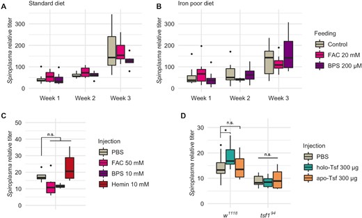 Spiroplasma growth is not affected by free iron but fostered by Tsf-complexed iron. Spiroplasma quantification in w1118 wild-type flies raised on standard (A) or iron poor (B) diet supplemented with FAC or BPS. Data was analyzed by fitting a linear model with the age as an ordered factor and the treatment as fixed factor (ANOVA: P-valuetreatment > 0.1; P-valueage < 0.001; P-valueinteraction > 0.1 for both datasets). (C)Spiroplasma quantification in w1118 flies 1 week after injection of FAC, BPS or hemin. Data was analyzed by fitting a linear model with the treatment as fixed factor (P-valuetreatment > 0.0184) followed by post-hoc Dunnett's pairwise comparisons. (D)Spiroplasma quantification in w1118 wild-type flies or tsf1 flies 1 week after injection of holo-Tsf (iron bound) or apo-Tsf (not iron bound). Boxplots indicate the mean and interquartile range. Isolated dots represent outliers. Spiroplasma relative titer was calculated as the copy number of the dnaK gene normalized by that of the host gene rps17 following the ∆∆CT method. Data was analyzed by fitting a linear model with the genotype and the treatment as fixed factors (ANOVA: P-valuegenotype = 10−11; P-valuetreatment = 0.2493; P-valueinteraction = 0.0478) followed by post-hoc Dunnett's pairwise comparisons. Boxplots indicate the mean and interquartile range (IQR). Dots represent values that lie at over 1.5 × IQR from the hinge. *** = P-value < 0.001; ** = P-value < 0.01; * = P-value < 0.05.