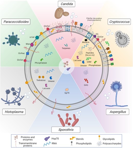 Compositional aspects of EVs released by the main fungal pathogens. EVs are nanoscale lipid bags enclosing a highly complex molecular cargo. EVs have been studied in many pathogenic fungi, including yeast and filamentous species, such as Cryptococcus, Candida, Paracoccidioides, Histoplasma, Sporothrix and Aspergillus. The structure and compositional characterization of fungal EVs are still far from being complete. However, in this scheme, we aimed to summarize the major surface and intraluminal EV components, comprising proteins, polysaccharides, lipids, nucleic acids, small molecules and pigments. Some of the proteins are predicted to be GPI-anchored, such as Phr1 (in C. albicans), and Mp88, Vep (Vesicles enriched protein-4 and 5) and other members of the chitin deacetylase family (Cda), the putative glyoxal oxidase family (Gox) and the BCS-inducible membrane protein 1 (Bim1) in Cryptococcus. Interestingly, many of these proteins have already been described as highly immunogenic. Other transmembrane proteins, such as Sur7 (C. albicans) and Tsh (Cryptococcus), are tetraspanins, considered biomarkers of mammalian EVs. Many of those membrane/GPI-anchored proteins are mannosylated and suggested as the molecular composition of the fibrillar decoration on the surface of C. albicans and C. neoformans EVs revealed by electron microscopy. This mannoprotein-based decoration is not exclusive of pathogenic species since it was also detected in the model yeast S. cerevisiae. The presence of this feature needs to be further explored for other pathogens. Carbohydrates involved with stress response were found in Histoplasma capsulatum EVs, such as trehalose, and immunogenic polysaccharides were described in fungal EVs, such as the major capsular polysaccharide Glucuronoxylomannan (GXM) in Cryptococcus and the exopolysaccharide Galactosaminogalactan (GAG) in Aspergillus fumigatus. Glucosyl residues were found on the surface of Paracoccidiodes EVs, such as mannose (Man) and N-acetylglucosamine (GlcNAc), together with the immunogenic α-linked galactopyranosyl (α-Gal). Some enzymes were biochemically described as active in fungal EVs, including urease, laccase and phosphatase. Besides the presence of laccase, it has been suggested that its final product, the pigment melanin, was also enclosed in C. neoformans EVs. Actually, a model of EV-based melanization has been proposed in C. neoformans (Eisenman et al. 2009). However, additional experiments are needed to confirm it. Similarly, we cannot exclude the presence of other enzymes detected by proteomics, such as chitinases and cell wall remodeling enzymes, but their activities remain to be confirmed. Some other possible EV-luminal components, such as the 70-kDa glycoprotein (Gp70) in Sporotrix brasiliensis were shown to be antigenic, and the peptide leucine-proline-isoleucine (Ile-Pro-Ile) was reported to be biologically active during C. neoformans in vivo infection. Among the lipids, many phospholipids, sterols and glycolipids were described, comprising the glycosphingolipid Glucosylceramide (GlcCer) and the sterylglucoside (SG); the latter was detected only in C. neoformans. Moreover, terpenes were suggested as the major EVs components inhibiting yeast-to-hyphae transition in C. albicans. However, it is unknown if this class of lipids would be associated with membranes or in the lumen of the vesicles. Moreover, although more abundantly found in C. albicans, some derivatives were also present in H. capsulatum and S. cerevisiae EVs. Few other EVs-associated structural lipids were not explored as their biological functions are not deciphered so far. By analyzing the EV-associated proteins among different pathogenic species, it is suggested that the ortholog group of the Heat-shock protein (Hsp70) was the only one found in all these species. For clarity, all the RNA sub-classes identified in fungal EVs were not explored in this figure. The vesicular RNA diversity is detailed in plain text.