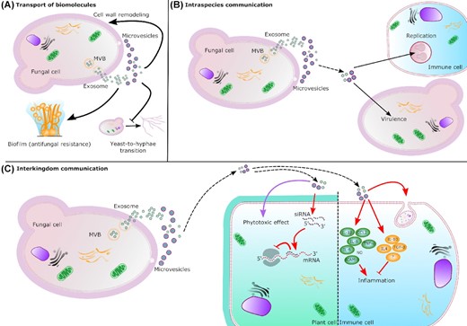 Biosynthesis and roles of fungal EVs. EVs are transported across the cell wall to the extracellular space. Exosomes result from the fusion of multi-vesicular bodies (MVB) with the plasma membrane and microvesicles bud out from the plasma membrane. (A) Transport of biomolecules. EVs can carry and release several biomolecules. In S. cerevisiae, the enrichment of several cell wall related enzymes in EVs suggests an impact on cell wall remodeling. In C. albicans, EVs are able to promote biofilm formation depending on their origin. In other hand, yeast-derived EVs inhibit yeast-to-hyphae differentiation. (B) Intraspecies communication. EVs released by Cryptococcus donor cells (dashed arrow) can also regulate intracellular replication and virulence of receptor cells. (C) Interkingdom communication. Fungal EVs are also implicated in interkingdom interactions influencing immune response (red arrow) during the infection. Fungal siRNAs can enter the plant cells though EVs where their association with the host Argonaute protein inhibits the immune response. Fungal EVs can also have phytotoxic effect (purple arrow) carrying small molecules. In immune cell, fungal EVs can promote the phagocytosis and regulate anti-inflammatory and pro-inflammatory (NO: nitric oxide) responses.