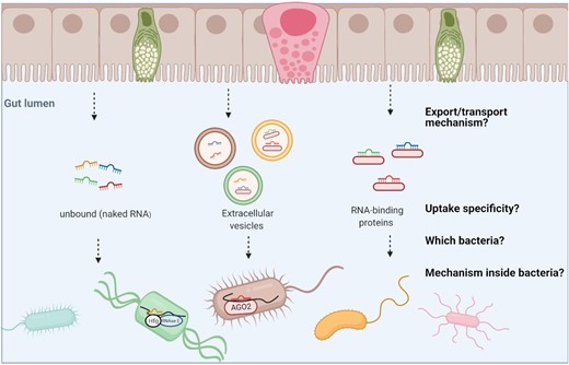 Knowledge gaps in miRNA–bacteria interactions.