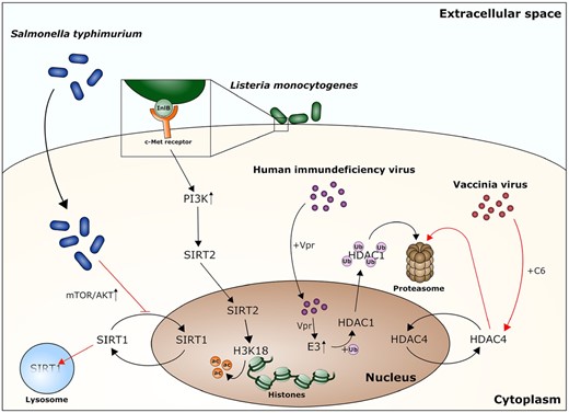 Pathogens interfering with HDAC localization often promote HDAC degradation. Pathogens interact with HDACs through a variety of different processes: Salmonella typhimurium infections lead to an upregulation of the mTOR/AKT pathway, which disrupts SIRT1 nuclear shuttling. The following cytoplasmic accumulation promotes the degradation of SIRT1 in a lysosome dependent manner. The surface protein InlB of L. monocytogenes interacts with the eukaryotic c-Met receptor, thereby promoting the uptake of the bacteria and activating phosphatidylinositol 3-kinase (PI3K), which then causes a nuclear translocation of SIRT2. In the nucleus, SIRT2 deacetylates lysine 18 of histone H3 (H3K18), leading to changes in gene expression. The HIV protein Vpr is a protein essential for the viral entry in the nucleus. Furthermore, it promotes E3 ubiquitin ligase activity. HDAC1 is ubiquinated through this process, travels to the cytoplasm and is degraded by the proteasome. The C6 protein of the Vaccinia virus also promotes proteasomal degradation of a eukaryotic histone deacetylase, HDAC4.