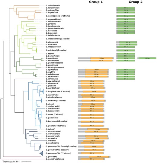 Distribution of histone deacetylase proteins on the phylogeny of the genus Legionella. An HDAC domain search in 58 different Legionella species identified two different types of HDAC proteins named group 1 (orange), and group 2 (green). The phylogenetic tree shown is a species tree of the genus Legionella published in Gomez-Valero et al. 2019. Several strains (number noted next to species name) of the same species were collapsed due to high homology between their proteins. The length of the protein lines and domain symbols are proportional to the protein/domain size and the domain length is noted within the domain. In the species L. gresiliensis two proteins belonging to group 2 are present.