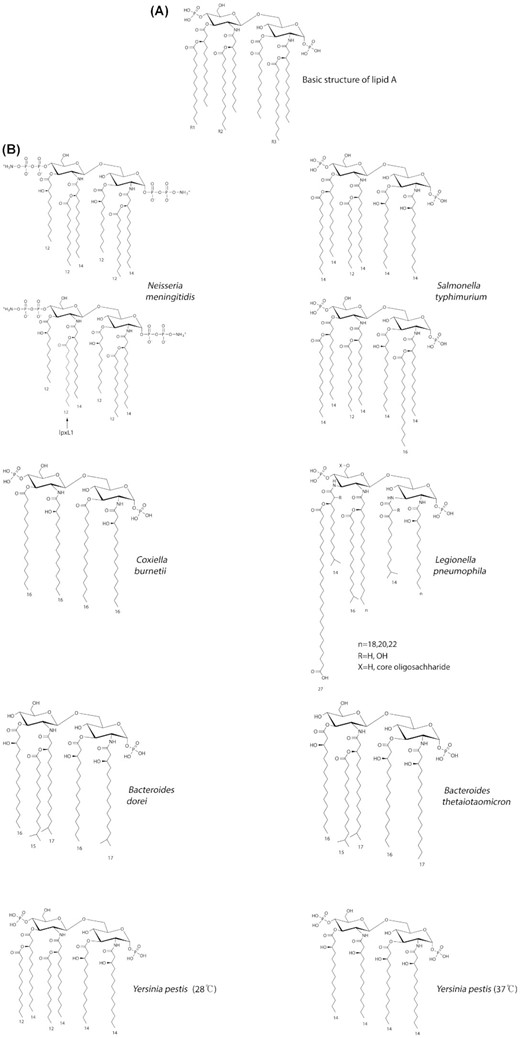 (A)The basic structure of lipid A consists of two glucosamine units, in an β (1→6) linkage, with attached acyl chains and normally containing one phosphate group on each glucosamine. The E. coli lipid A structure contains 6 acyl chains. Primary acyl chains are directly attached to the sugar moieties and usually between 10 and 16 carbons in length, secondary acyl chains are esterified with the beta-hydroxyl groups of primary acyl chains. E. coli lipid A, as an example, typically has four C14 hydroxy acyl chains attached to the sugars and one C14 and one C12 attached to the beta-hydroxy groups. Lipid A is considered the most conserved domain of Gram-negative bacterial LPS but it still shows a great degree of diversity among bacterial species. Differences are found in the number and modifications of the phosphate residues, the number and length of the acyl chains and, though less common, the chemistry of the disaccharide backbone. In E.coli, altering the phosphates, number and position of acyl chains of lipid A individually or in combination can give a wide range of TLR4/MD-2 responses and cytokine production. Modification of lipid A can also provide resistance against antimicrobial peptides by charge repulsion or decreasing of the fluidity of the outer membrane, as well as alter the activation potential of the inflammasome. The presence and length of the secondary acyl chains (R1, R2, and R3) varies between bacteria and is linked to the ability of the lipid A species to induce innate immune function. (B) Some examples showing the variation in lipid A structures from different bacteria. For N. meningitidis, both wildtype and lpxL1 mutant structures are shown; for S.typhimurium, hexa- and hepta-acylated forms are shown.