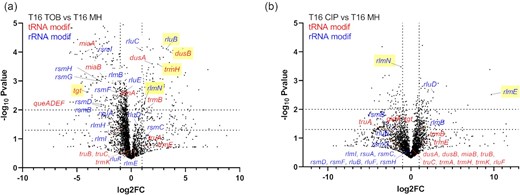 TN-seq identifies rRNA and tRNA modification genes affecting fitness of V. cholerae in the presence of sub-MIC TOB and CIP. tRNA modification genes are indicated in red. rRNA modification genes are indicated in blue. rlmN modifies both tRNAs and rRNA. Volcano plots show genes for which the number of transposon inactivation is increased (beneficial) or decreased (detrimental) after 16 generations of growth, compared to growth without antibiotics. (A) TOB 50% of the MIC, (B) CIP 50% of the MIC. x-axis represents log2 fold change of the number of transposon reads associated with gene inactivations, detected after 16 generations in the indicated antibiotic versus nontreated condition. The y-axis represents the negative log10P-value. Gene inactivations, which show the strongest antibiotic specific effects are highlighted in yellow. Dotted lines in the y-axis indicate P-values of .05 (lower line) and .01 (upper line). Dotted lines in the x-axis represent 2-fold decrease (left) and 2-fold increase (right).