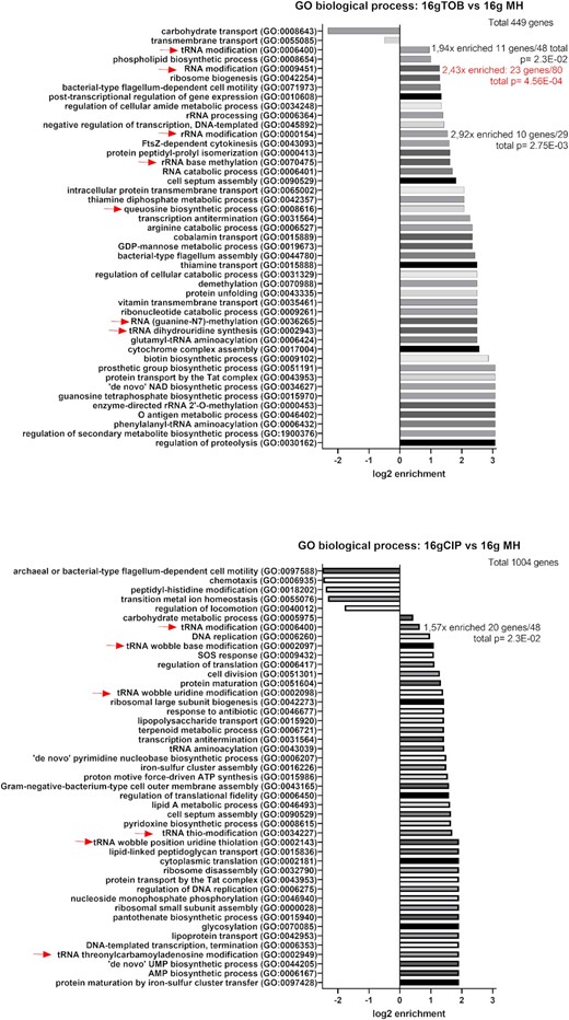 GO analysis for TN-seq data. The analyzed lists were for each antibiotic (TOB/CIP), genes (plotted on Fig. 1) with at least 2-fold change in TN-seq data at 16 generations compared to nontreated condition, and with an adjusted (Bonferroni correction) P-value < .05. Red arrows indicate RNA modification processes. The total number of uploaded genes list to be analyzed were 449 genes for TOB and 1004 genes for CIP. The reference gene list was V. cholerae (all genes in database), 3782 genes. Annotation version: PANTHER Overrepresentation Test (Released 20220712). GO Ontology database DOI: 10.5281/zenodo.6399963 Released 2022-03-22. Only the results with the Fold Enrichment of the most specific categories are shown, the detailed results are shown in Table S2 (Supporting Information).