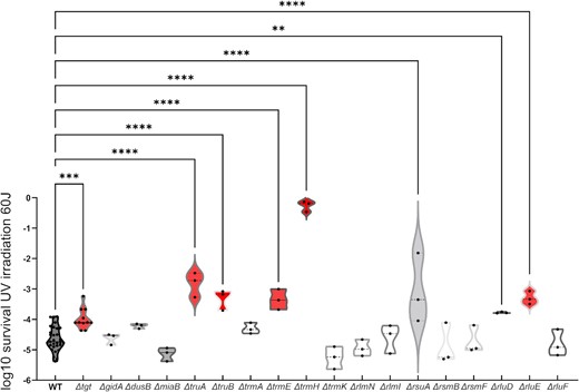 Survival of V. cholerae WT and RNA modification deletion mutants after UV irradiation. Survival of indicated ∆-mutant relative to WT after UV irradiation at 60 Joules/m2. For multiple comparisons, we used one-way ANOVA on GraphPad Prism. **** means P< .0001, *** means P< .001, and ** means P< .01.