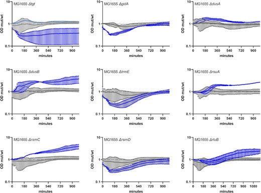 Growth of E. coli MG1655 WT and derivatives deleted for selected RNA modification genes in sub-MIC TOB. Overnight cultures were diluted 100x in fresh MH medium, on 96-well plates. Plates were incubated with shaking in TECAN plate reader device at 37°C, OD 620 nm was measured every 15 min. Grey: no treatment. Blue: sub-MIC TOB, at 0.2 µg/ml (50% of the MIC for MG1655 in MH liquid culture). The y-axis represents the OD of the mutant divided by the OD of the WT strain in the same growth conditions, and thus reflects slower (below 1) or faster (above 1) growth. Standard deviation is shown.