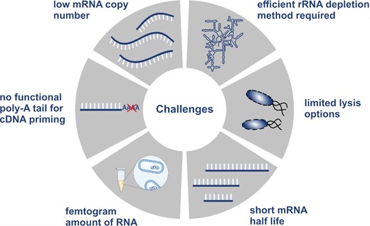 Challenges in bacterial single-cell transcriptomics. Bacterial single-cell transcriptomic studies come along with various challenges related to the specific features of bacterial mRNA, cell wall composition, and cell scale. Thus, method development requires consideration of technical methods for resolution of these challenges. Created with Biorender.com.