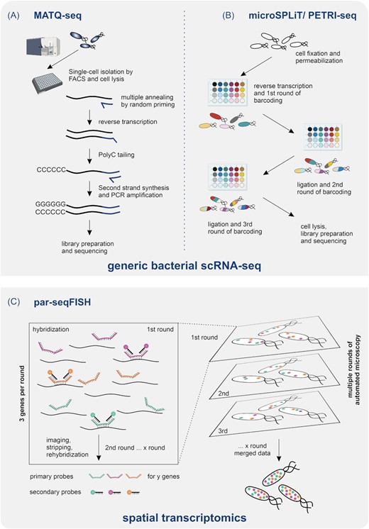 Bacterial scRNA-seq workflows. Generic bacterial scRNA-seq workflows: (A) MATQ-seq is a multiple annealing and tailing-based workflow, which enables targeting of low abundant transcripts in single bacteria. After RT, poly-C tailing, second strand synthesis, and PCR amplification, cDNA suitable for library preparation and sequencing is generated. (B) microSPLiT as well as PETRI-seq are based on split-pool barcoding system. After permeabilization and fixation of cells, three rounds of barcoding using RT and ligation process are performed. Thereby, each cDNA within a cell receives a unique barcode combination, which is used as cell identity. Barcoding is followed by cell lysis, library preparation, and sequencing. (C) Spatial transcriptomics of single bacteria: par-seqFISH is based on sequential FISH technology using sets of primary and secondary probes specifically targeting a selection of genes for high-throughput microscopy. Rounds of hybridization and stripping of three probes per cycle allow detection of gene expression profiles gene by gene. An overlay of the generated images results in a merged transcriptome map providing gene expression profiles of individual bacteria including spatial information.