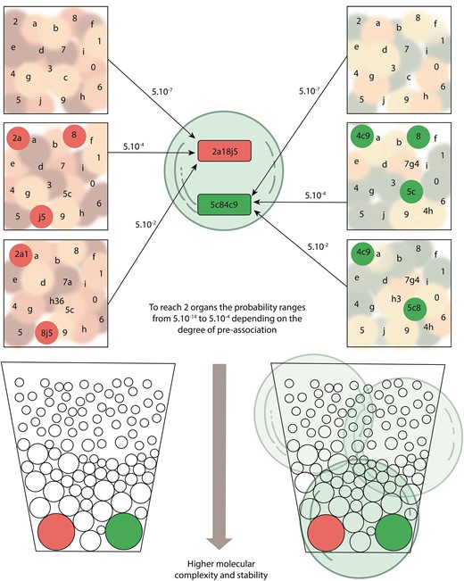 A highly simplified scheme showing how vesicles in light blue capture simple entities or more complex preformed ensembles of red and green small circles that should have emerged from molecules with lower levels of complexity. In the upper panel, in different prebiotic environments squares, some of these entities composed of one, two, or three members represented by numbers and letters will become part of selfconstructed, more complex, and six-membered shaped ensembles combining numbers and letters. Such ensembles might acquire some primitive functions, such as ensuring their permanence in time or modifying the environment, and are considered proto-organs red and green rectangles. The possibility that, by capturing only simpler entities, a proto-organ will develop inside a vesicle should be extremely low. In the center of the upper panel, a vesicle captures with the same probability various simple molecules or relatively complex proto-organs. The larger the number of captured components of proto-organs, the higher the probability for the emergence inside a vesicle of a six-member proto-organ. The possibility of having two or more different proto-organs in the same vesicle, and the resulting interactions between them, will contribute to the organ’s functional maturation and the vesicle will evolve as a proto-organism. In the lower panel, the larger associations of proto-organs tend to cluster in space and time, depending on their stability in particular environments, in such a way that they increase their possibility of being captured by the same vesicle forming big red or green circles, proto-organisms. The probabilities shown apply only to the number of elements in this schematic figure and are presented exclusively as an example: in the natural world, the differences in probability should be much higher in favor of the capture of proto-organs by vesicles, thus facilitating the origin of proto-organisms.