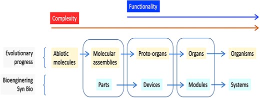 Equivalences between categories in naturally occurring Biological Evolution and the stepwise abstraction hierarchy of synthetic biology based on Andrianantoandro et al. (2006). Note the match among the three central classes but the divergence at the left and right sides. Genuine biological functionality starts in proto-organs/devices, although it is preceded by the accumulation or capture of molecular assemblies/parts of lower complexity. Note that in certain cases, organisms might become organs as in the case of mitochondria, and probably systems can act as modules of a higher level system.