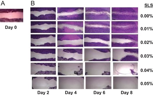 (A) A presentative of day 0 wound on the confluent layer of HGFs. (B) The presentative of progressive wound fills of HGFs on day 2, 4, 6 and 8 in media containing 0.00, 0.01, 0.02, 0.03, 0.04, and 0.05% of SLS 0n row 1, 2, 3, 4, 5, and 6, respectively.