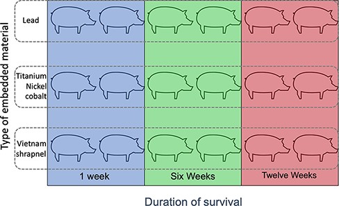 Schematic representation of the 18 swine used in the study. Animals were grouped by the type of ballistic fragment implanted as well as the survival time after surgery to embed the fragment.