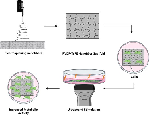 A schematic detailing experimental approach. Stimulating cells cultured on polyvinylidene fluoride–triflouroethylene scaffolds through ultrasonic waves improves cell metabolic activity, thus facilitating nerve regeneration. Scaffolds used in the experiment formed from electrospun nanofibers consisting of a 20% polyvinylidene fluoride–triflouroethylene solution spun for 3 hours. Ultrasound stimulation applied directly beneath the scaffold from under the tissue culture plate provided enough power to mechanically deform the scaffold, instigating a mechanoelectrical response from the piezoelectric fibers.