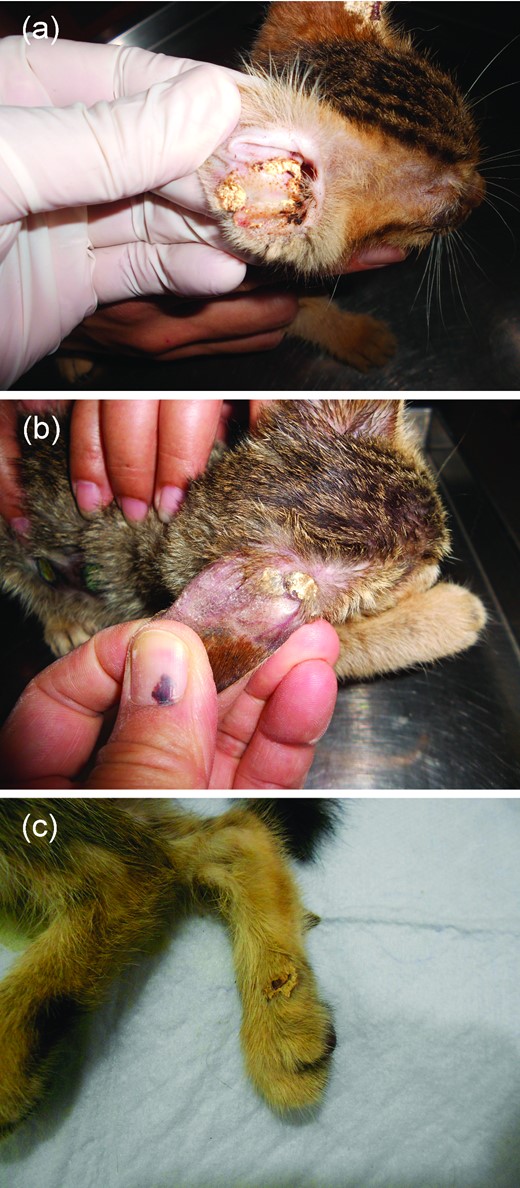 Clinical pictures of favic scutula found in case 2 (a), case 3 (b) and case 4 (c). This Figure is reproduced in color in the online version of Medical Mycology.