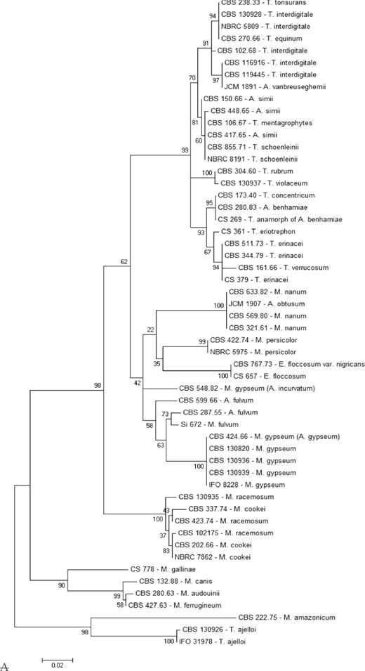 (A) Phylogenetic tree of 54 representative dermatophyte species and strains (different species and the same species but with at least one nucleotide difference) based on analysis of beta tubulin gene sequences. The evolutionary history was inferred by using the maximum likelihood method based on the Tamura–Nei model. The percentage of trees in which the associated taxa clustered together is shown next to the branches. Initial tree for the heuristic search was obtained automatically by applying neighbor–join and BioNJ algorithms to a matrix of pairwise distances estimated using the maximum composite likelihood approach and then selecting the topology with superior log likelihood value. The tree is drawn to scale, with branch lengths measured in the number of substitutions per site. Evolutionary analyses were conducted in MEGA5 [22]. (B) A smaller phylogenetic tree of 31 representative dermatophytes species based on analysis of internal transcribe spacer sequences. Note that the position of the complexes and species are almost same in both trees.