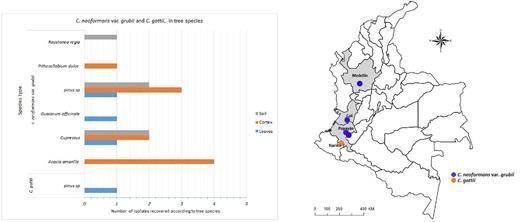 (A) Species of trees that were positive for Cryptococcus neoformans var. grubii and Cryptococcus gattii. (B) Distribution of Cryptococcus neoformans var. grubii and Cryptococcus gattii in four sampled cities in Colombia. Map was generated using Epi Info ™7 and was adapted via Bing Maps to reflect specific sampling sites.