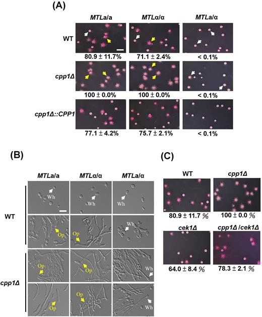 The dual-specificity phosphatase Cpp1, involved in white-opaque switching, is closely linked to Cek1 MAPK. (A) Deletion of the CPP1 gene induces white-to-opaque switching in MTLa/a and MTLα/α C. albicans strains on NAG plates. The white-to-opaque switching rate of each strain is expressed as the mean ± SD. White (white colonies) and yellow (opaque colonies) arrows were the represented colonies for panel (B). Scale bar, 0.4 cm. (B) Images of individual cells from represented colonies from the panel (A) of the wild-type and cpp1Δ strains are shown. Wh: white (white arrows); Op: opaque (yellow arrows). Scale bar, 20 μm. (C) Loss of the CEK1 gene in a cpp1 mutant background suppresses opaque cell formation in C. albicans MTLa/a.