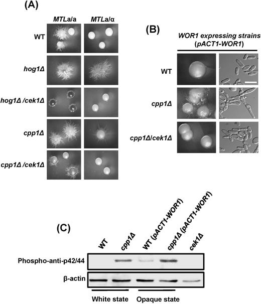 Cpp1 is also involved in the yeast-hyphae phenotypic transition in both white and opaque cells. (A) cpp1Δ and hog1Δ in both the white (MTLa/α) and opaque (MTLa/a) states exhibited hyperfilamentous morphologies. The vegetative growth phenotypes in cpp1Δ and hog1Δ were suppressed if CEK1 was further deleted. (B) Constitutively expressed WOR1 gene in C. albicans MTLa/a opaque cells demonstrated that cpp1Δ promotes hyphal growth in opaque cells. The hyperfilamentous phenotype disappeared in cpp1Δ/cek1Δ double-knockout strains. Scale bar, 20 μm. (C) Western blotting revealed that cpp1Δ activated Cek1p phosphorylation in both white cell and opaque cells (ACT1-WOR1 expression strains in MTLa/a). A phospho-anti-p42/44 antibody was used to detect C. albicans Cek1p. cek1Δ served as the negative control.