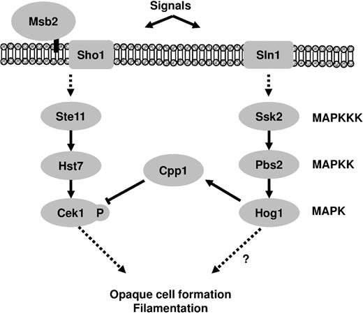 Proposed model of Hog1 and Cek1 pathway cross-inhibition in C. albicans. The dual-specificity phosphatase Cpp1 is a key connecting factor to modulate signaling specificity and avoid unwanted responses.