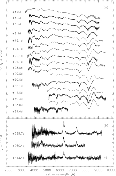 Spectroscopic evolution of SN 2004aw. Epochs are given with respect to B-band maximum (JD = 245 3088.4). The spectra were checked against the photometry, transferred to the SN rest frame assuming a recession velocity of 4900 km s−1 (inferred from the position of a faint host galaxy Hα line visible in most spectra), and dereddened assuming E(B−V) = 0.37 mag. (a) Series of photospheric spectra from maximum light to about two months later, shown with a logarithmic scale. The day +5.6 spectrum is a combination of the two spectra taken at Siding Spring and Asiago within half a day. (b) Nebular spectra, plotted linearly. For better clarity, the day +413 spectrum was scaled up by a factor of 4. The increased noise in this spectrum around 5500 Å marks the overlap region of the blue and red channels of Keck/LRIS, with low signal in both of them.