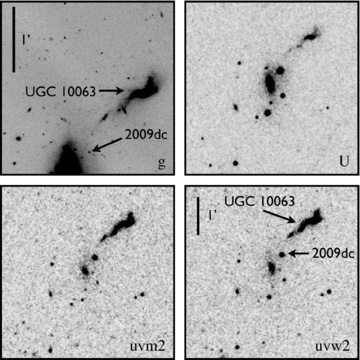 Keck g-band image and stacked UVOT U, uvm2 and uvw2 images of UGC 10063 (SDSS J155108.42+254321.3). UGC 10063 and SN 2009dc are labelled in the upper-left and lower-right panels. The upper-left panel is 2.69 × 2.69 arcmin2, and the remaining panels are 4.67 × 4.67 arcmin2; north is up and east is to the left in all four images. UGC 10063 increases in prominence in progressively bluer bands, and is much bluer than UGC 10064 (compare its appearance here with that in Fig. 1). It also seems to have a tidal tail extending towards UGC 10064, pointed roughly in the direction of the site of SN 2009dc.