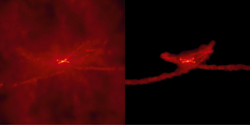 The projected gas density for the fiducial simulation (left) and the run without AGN wind feedback (right) at a time just after the final merger (t= 1.71 Gyr). Brighter colour corresponds to higher density. The images are edge-on to the plane of the orbit and the box size is 280 kpc. While both simulations have material at large distances in tidal tails, there is significantly more material out of the orbital plane with AGN wind feedback. These images were generated using splash (Price 2007).