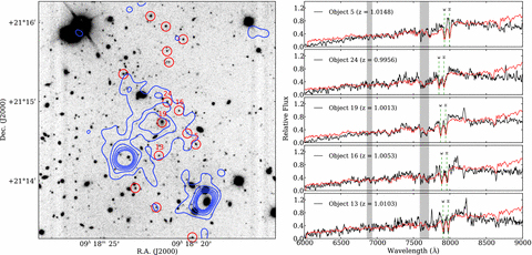 The z= 1.01 cluster XMMXCS J091821.9+211446.0. The left-hand panel shows a 3 × 3 arcmin Gemini GMOS i-band image, with X-ray contours overlaid (blue) and spectroscopically identified cluster members circled in red. The right-hand panel shows the GMOS spectra (black lines; not flux calibrated) of a selection of members highlighted in the image. A redshifted LRG spectral template (red line) is shown for each galaxy.