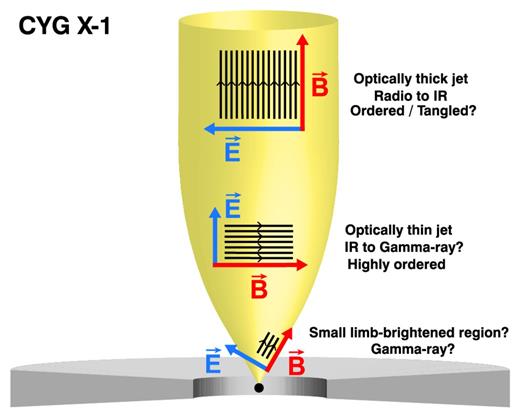 A schematic diagram of the Cyg X–1 jet. This visual illustration assumes (i) a highly ordered magnetic field in the optically thin region near the jet base (as implied by the observations), (ii) an ordered or tangled field in the large-scale jet (this can be tested using radio–mm polarimetry) and (iii) a jet opening angle of 60°, with the highly polarized MeV photons originating in a limb-brightened region with a magnetic field aligned with this angle (but PA rotation due to a steepening spectrum is more likely; see the text).