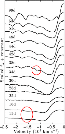 The evolution of the HV feature in the Hα blue wing of SN 1999em. An HV component is evident in the first two lower spectra at a velocity of ∼−15 000 km s−1, and it disappears on day 25. It suddenly reappears in the spectrum of day 38 and remains visible until the end of the plateau phase.